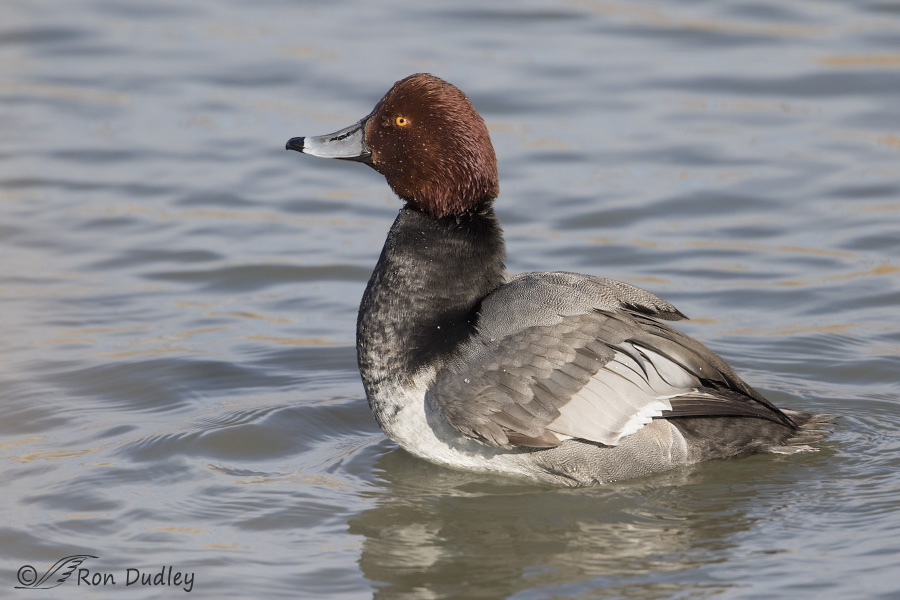 redhead 9588 ron dudley
