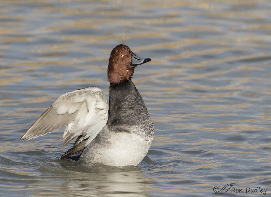 redhead 9671 ron dudley