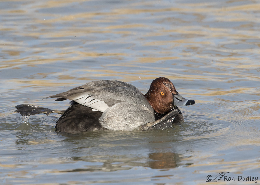 redhead 9727 ron dudley