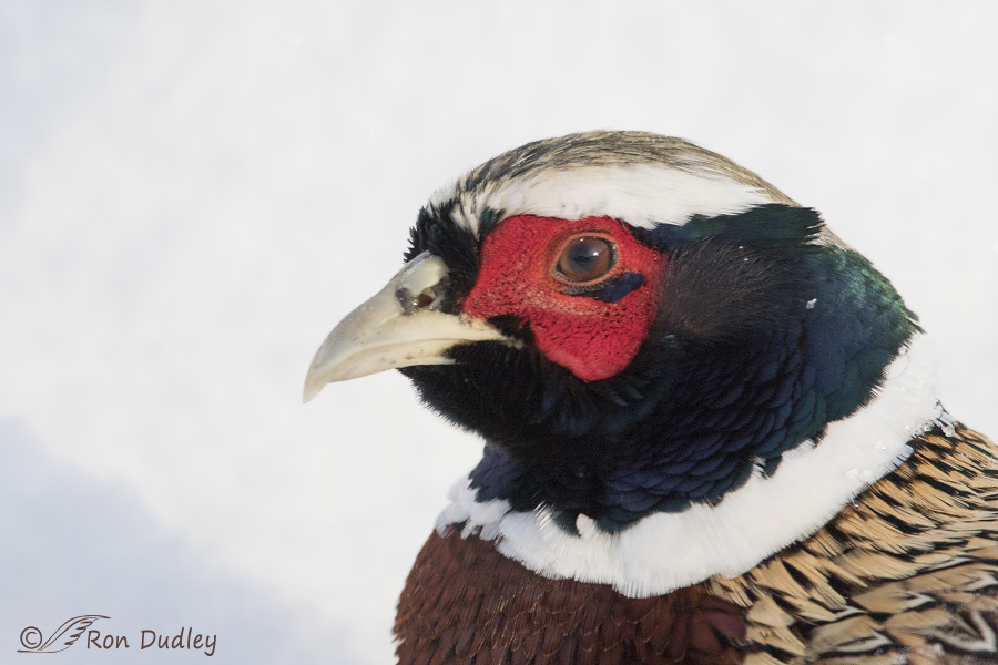 ring-necked pheasant 1247 ron dudley