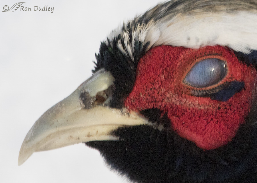 ring-necked pheasant 1283 ron dudley