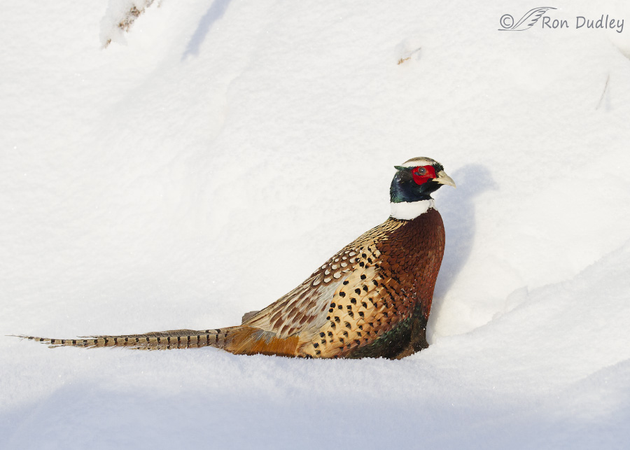 ring-necked pheasant 9130 ron dudley