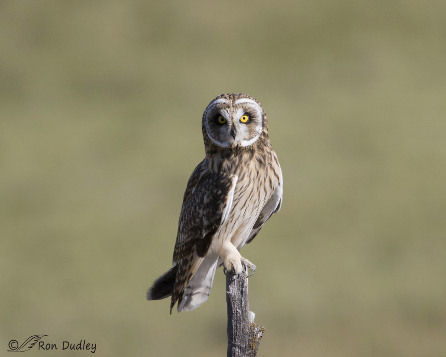 short-eared owl 0486b ron dudley