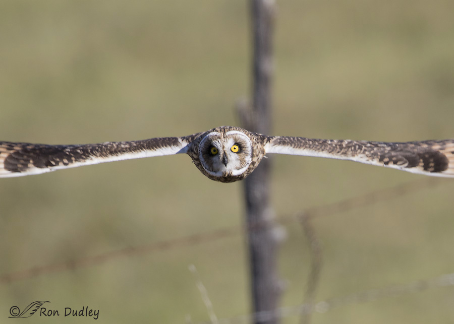 short-eared owl 0505b ron dudley