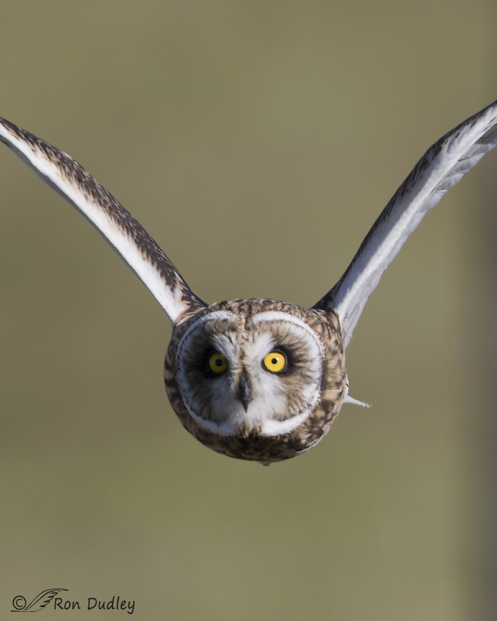 short-eared owl 0515b ron dudley