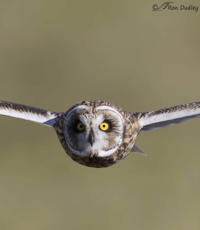 short-eared owl 0516b ron dudley