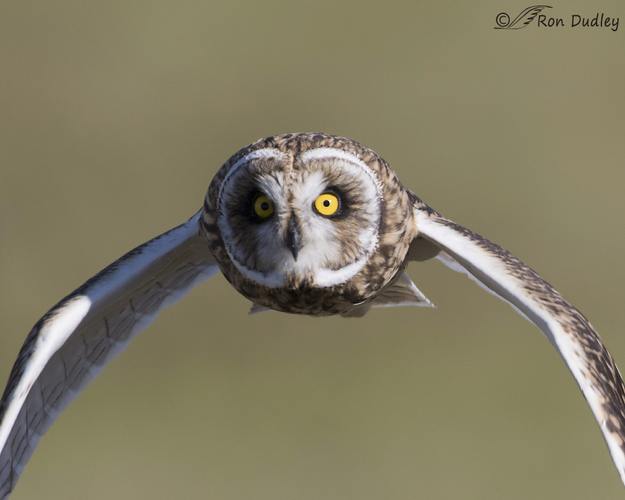 short-eared owl 0517b ron dudley