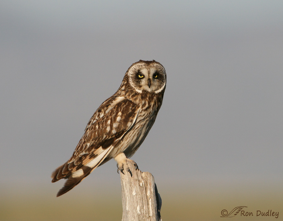 short-eared owl 6767 ron dudley
