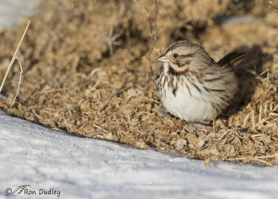 song sparrow 3383b ron dudley