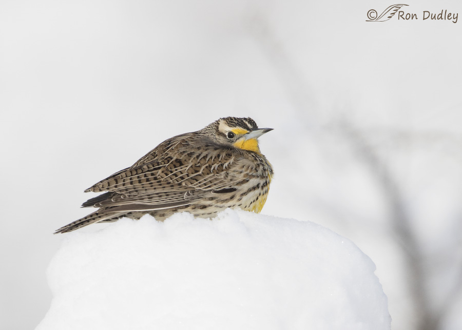 western meadowlark 0674 ron dudley