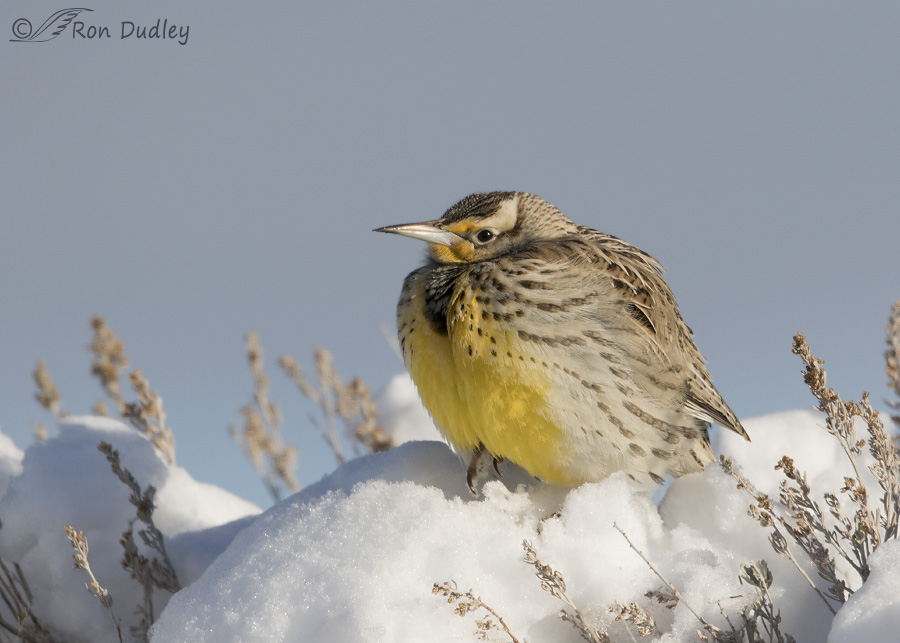 western meadowlark 1347 ron dudley