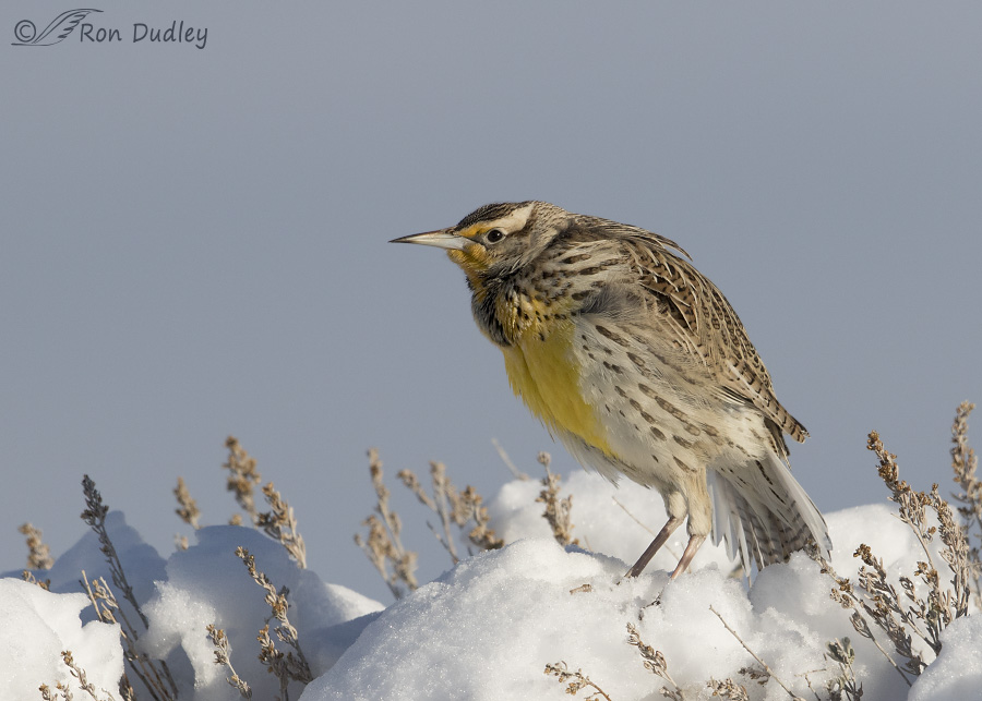 western meadowlark 1406 ron dudley