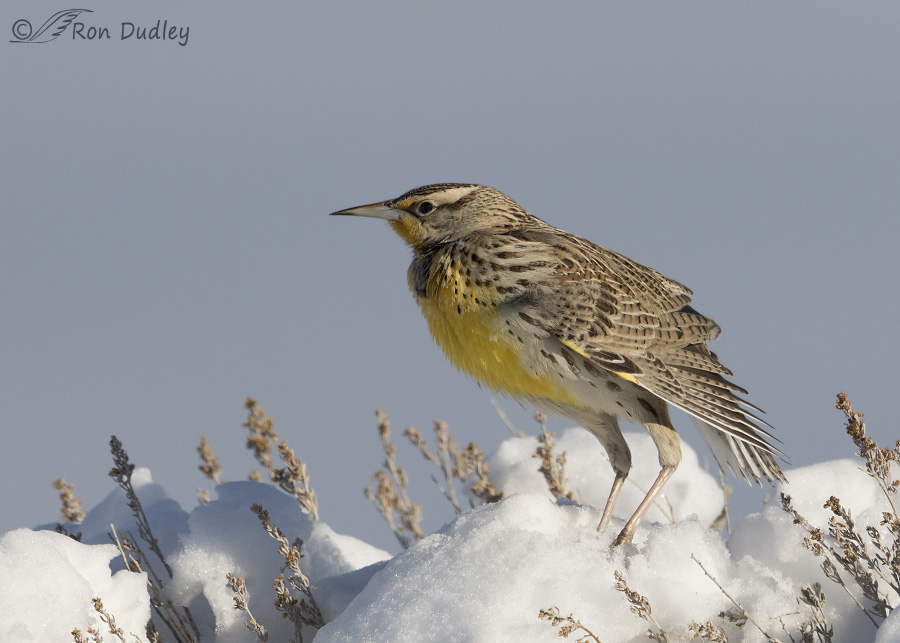 western meadowlark 1412 ron dudley