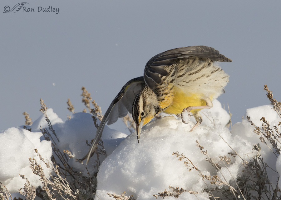 western meadowlark 1414 ron dudley