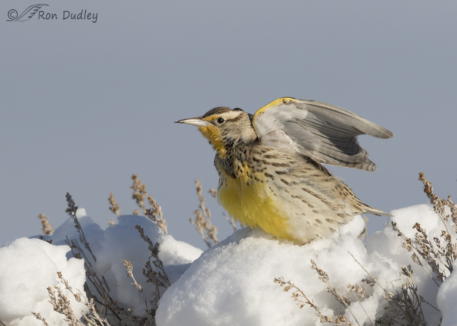 western meadowlark 1422 ron dudley
