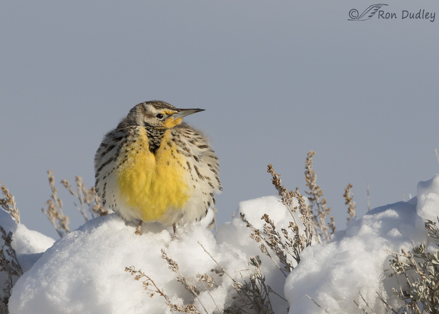 western meadowlark 1474 ron dudley