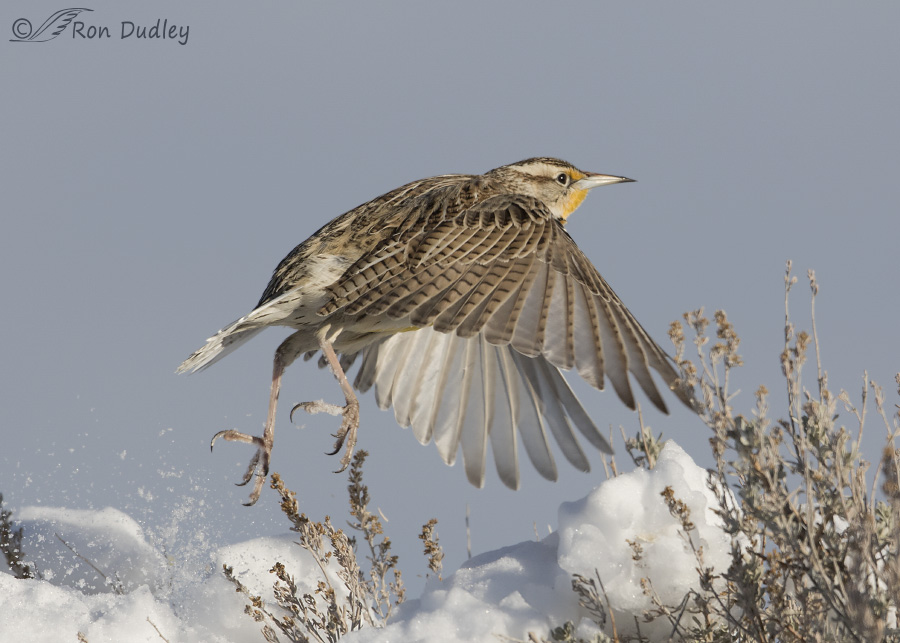 western meadowlark 1504 ron dudley