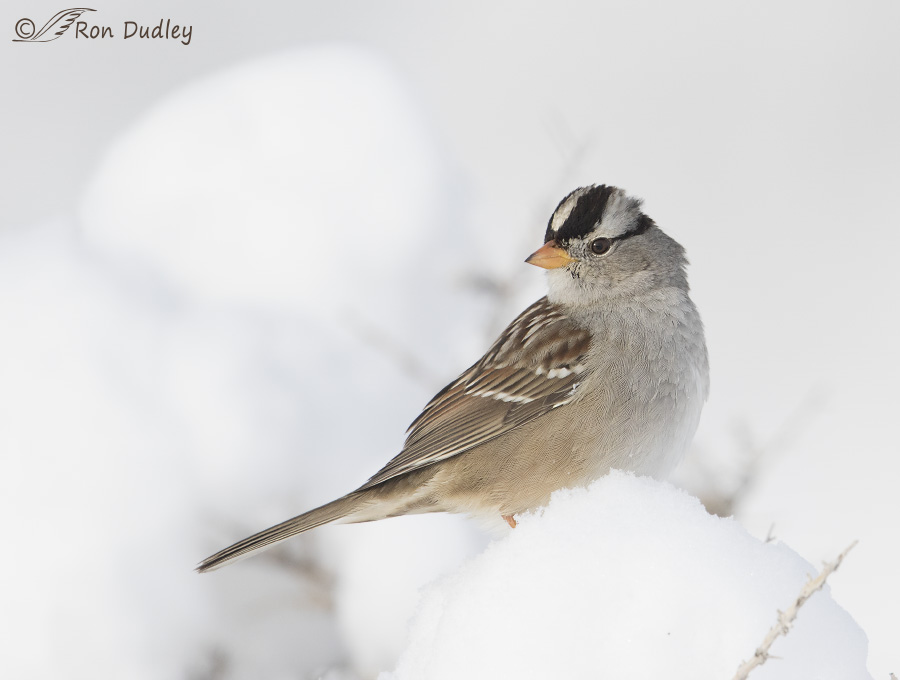 white-crowned sparrow 0846 ron dudley