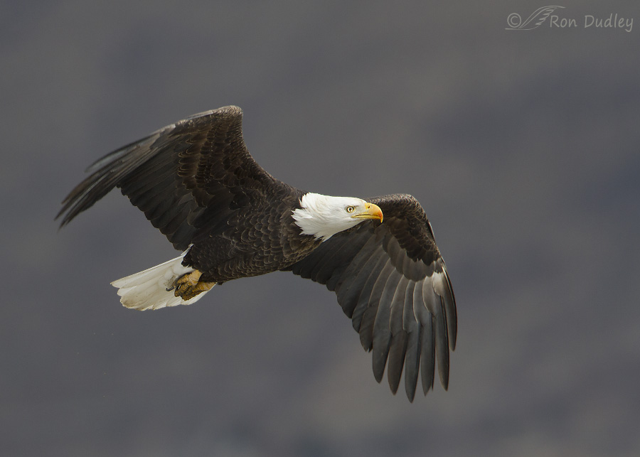 bald eagle 3875 ron dudley