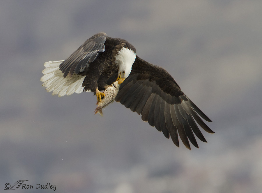 bald eagle 4372 ron dudley