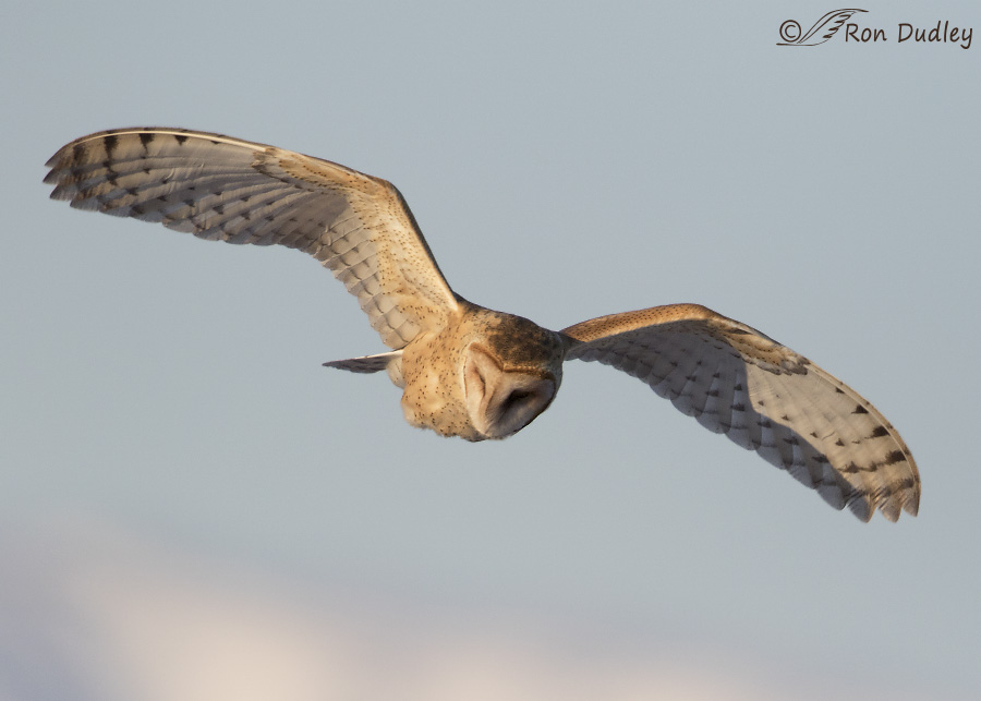 barn owl 3677 ron dudley