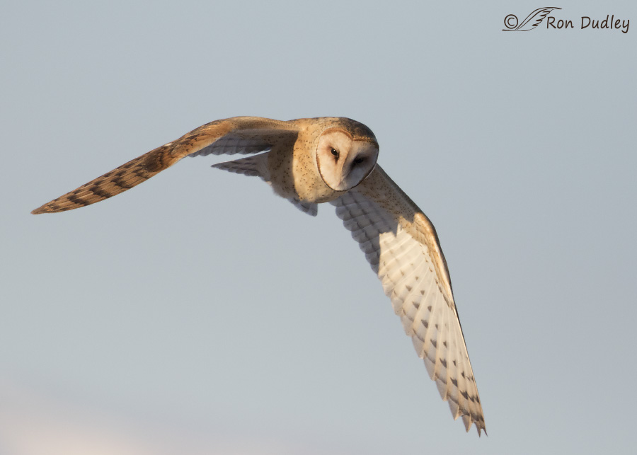 barn owl 3680 ron dudley