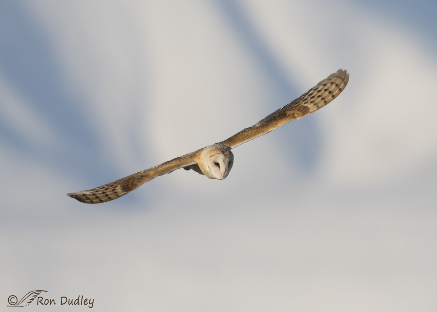 barn owl 9190 ron dudley