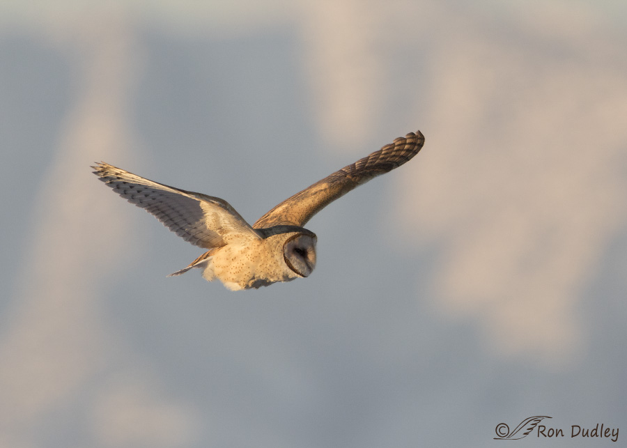 barnn owl 3653 ron dudley