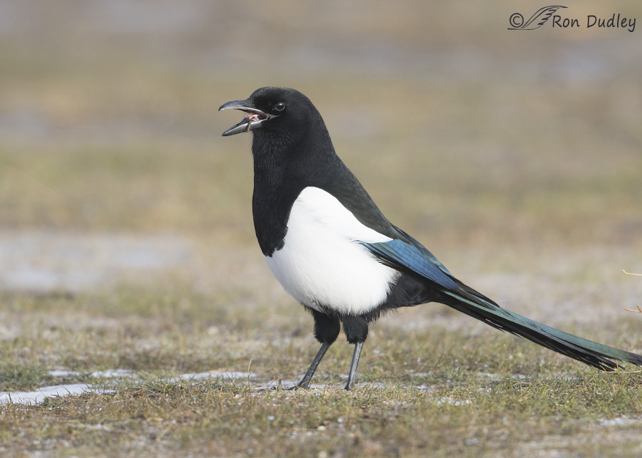 black-billed magpie 6838 ron dudley