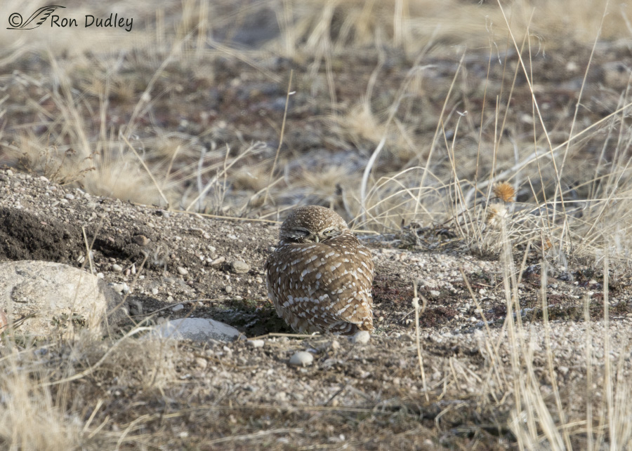 burrowing owl 7620 ron dudley