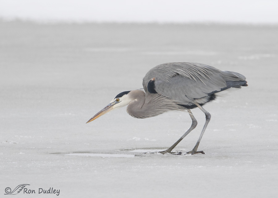 great blue heron 5158 ron dudley