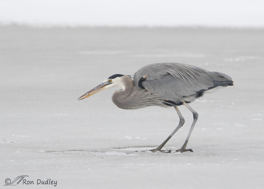great blue heron 5177 ron dudley