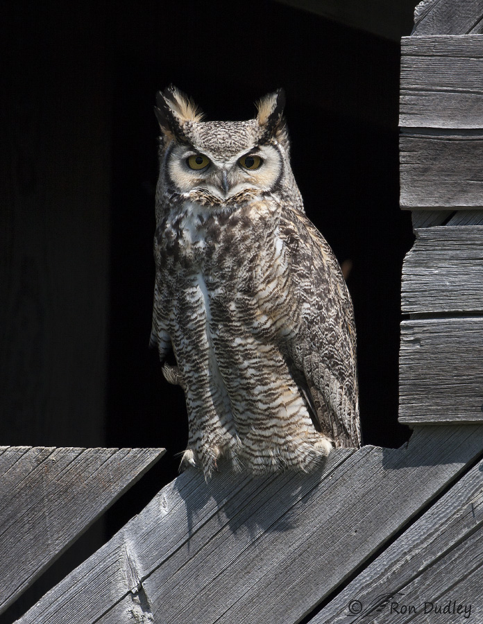 great horned owl 8475b ron dudley