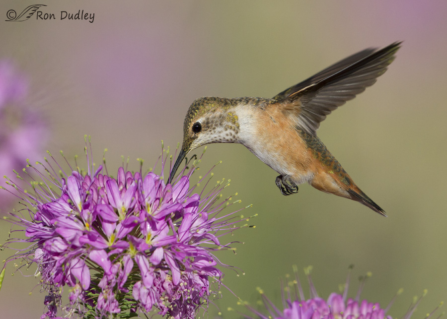 hummingbird 0993 ron dudley
