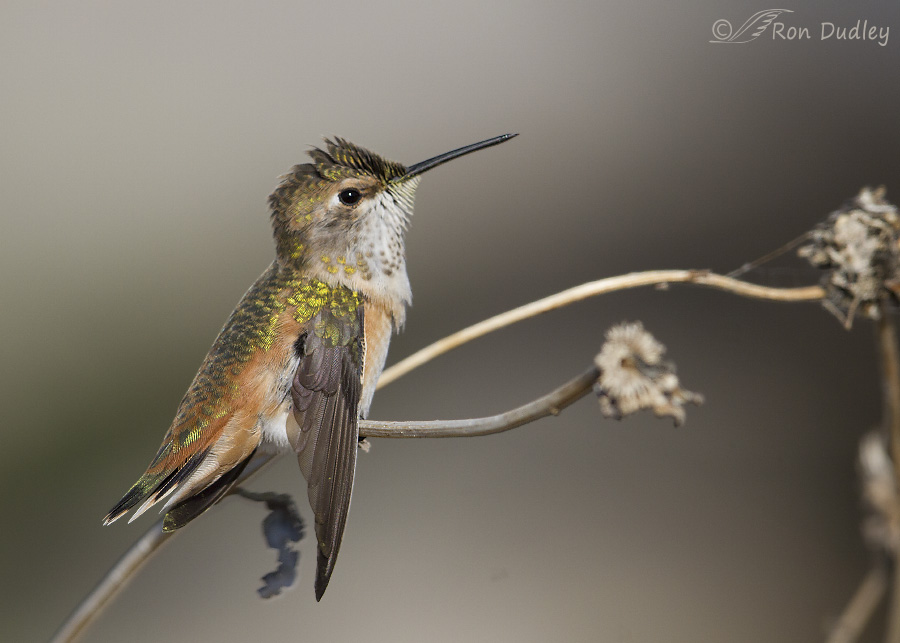 hummingbird 1224 ron dudley