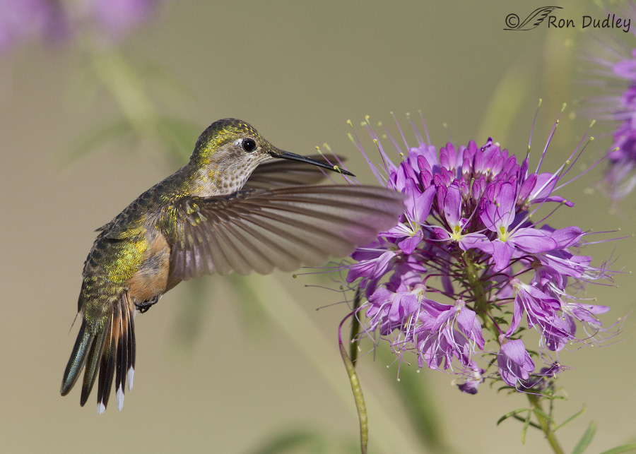 hummingbird 2167 ron dudley