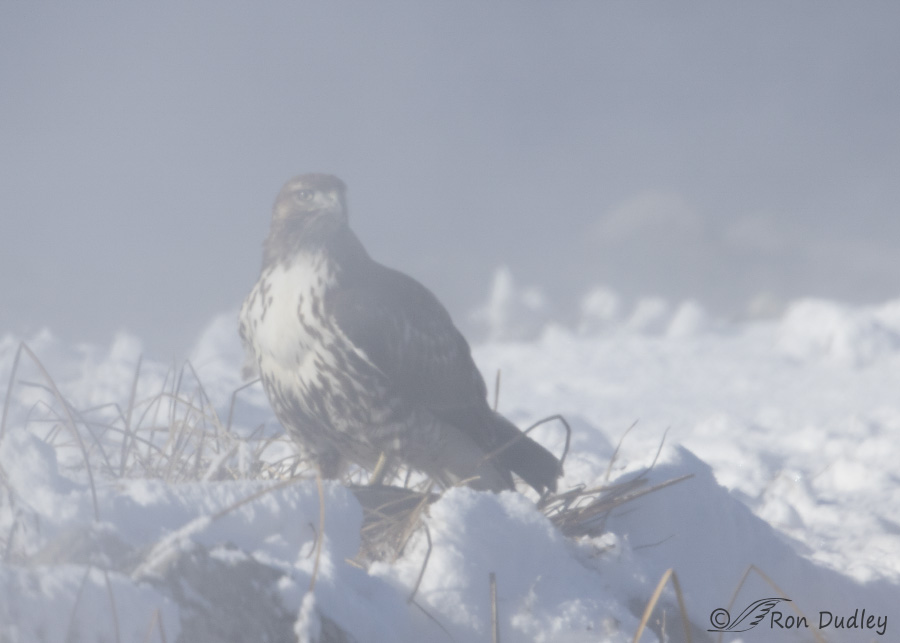red-tailed hawk 4876 ron dudley