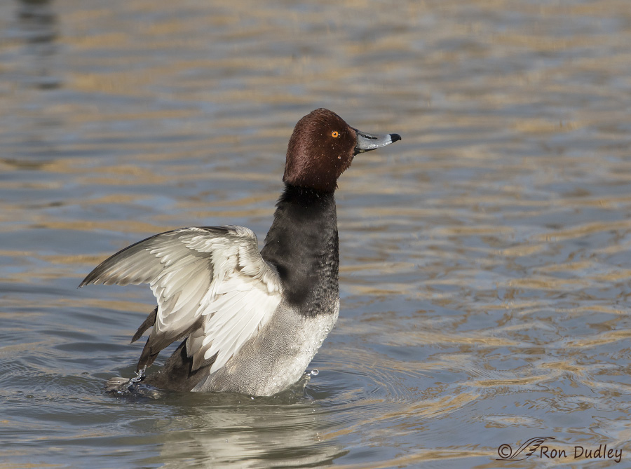 redhead 9747b ron dudley