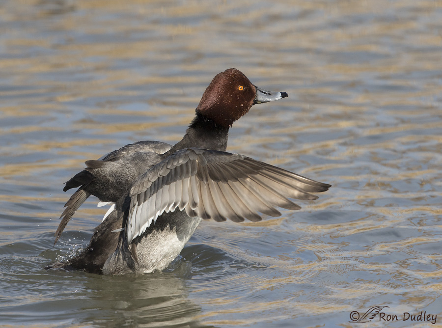redhead 9751b ron dudley