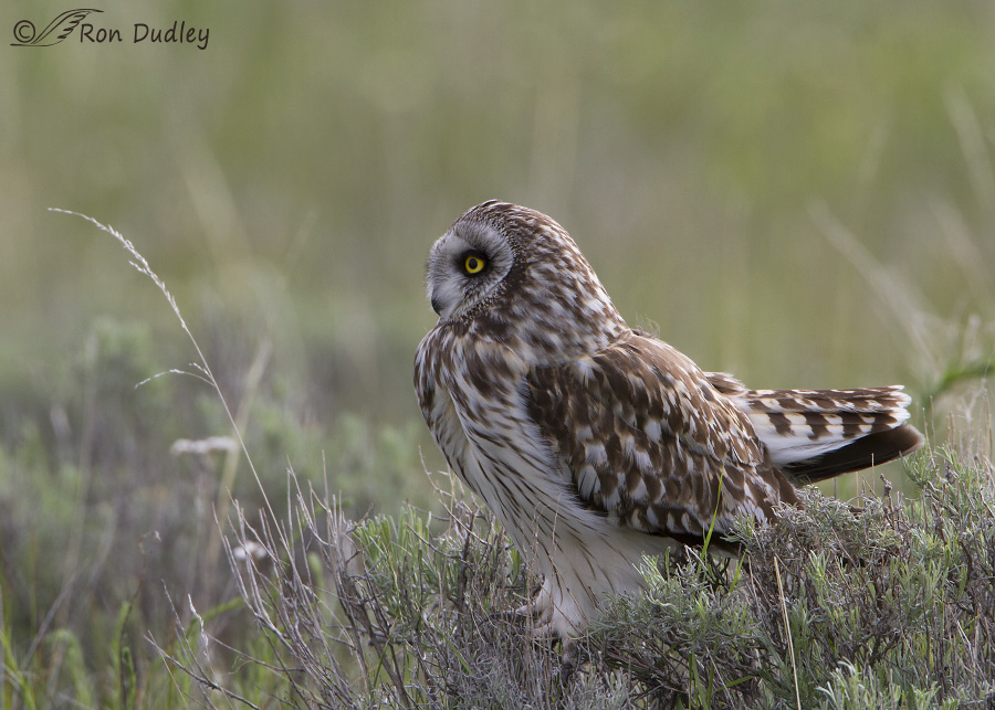 short-eared owl 7465 ron dudley