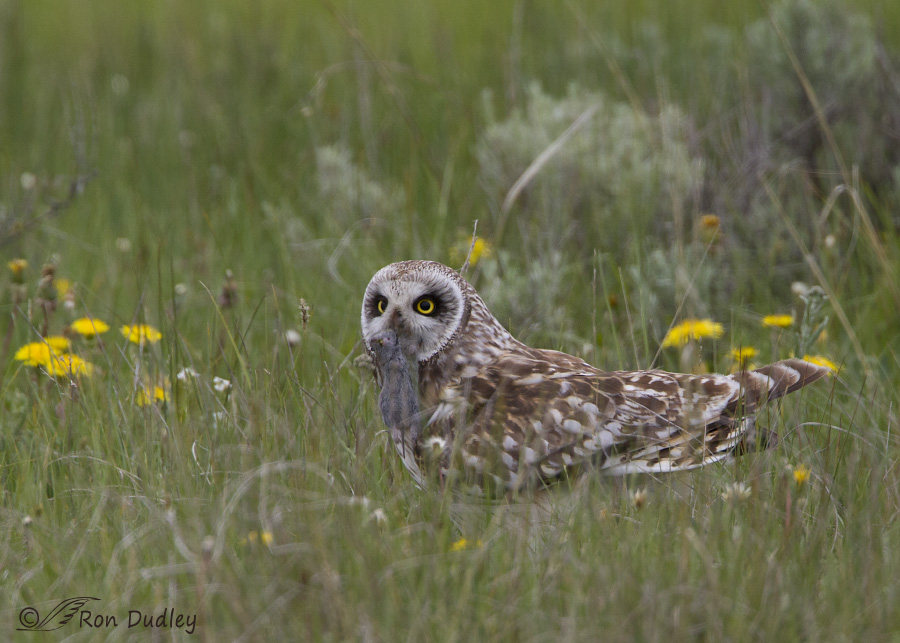 short-eared owl 7648 ron dudley