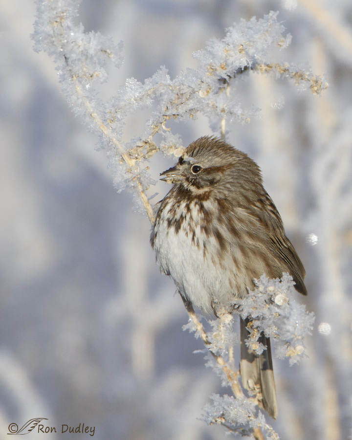 song sparrow 2113 ron dudley