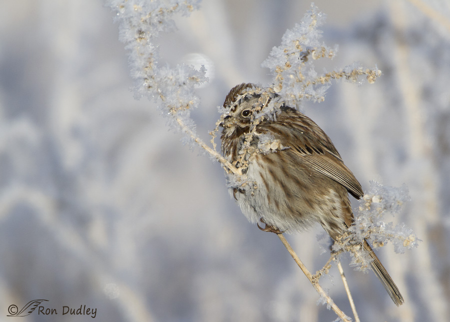 song sparrow 2129 ron dudley