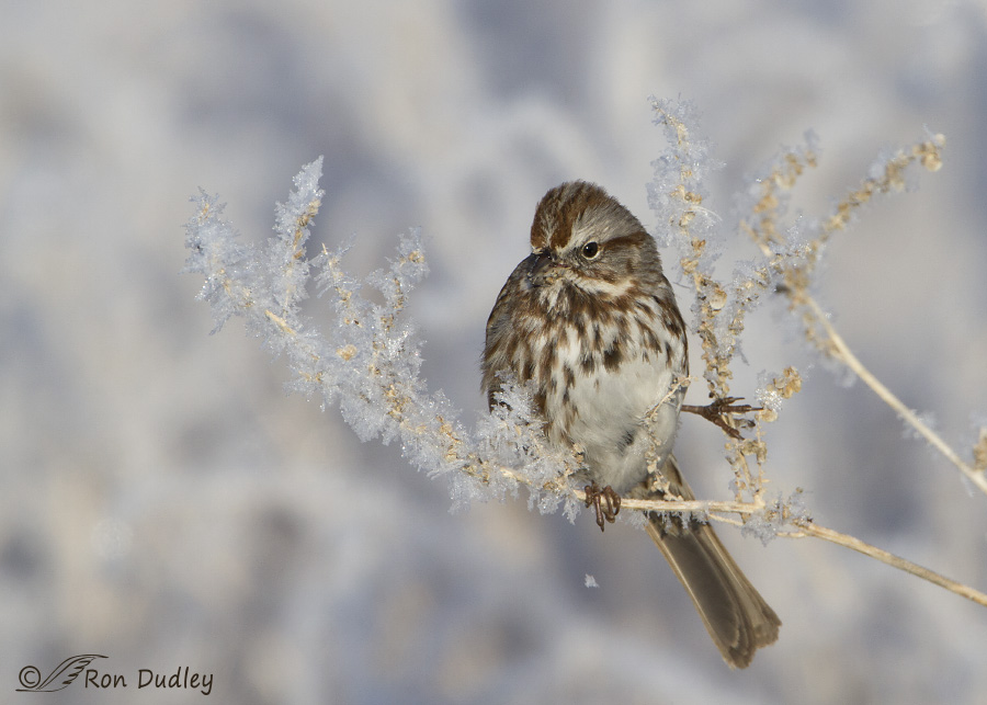 song sparrow 2150 ron dudley