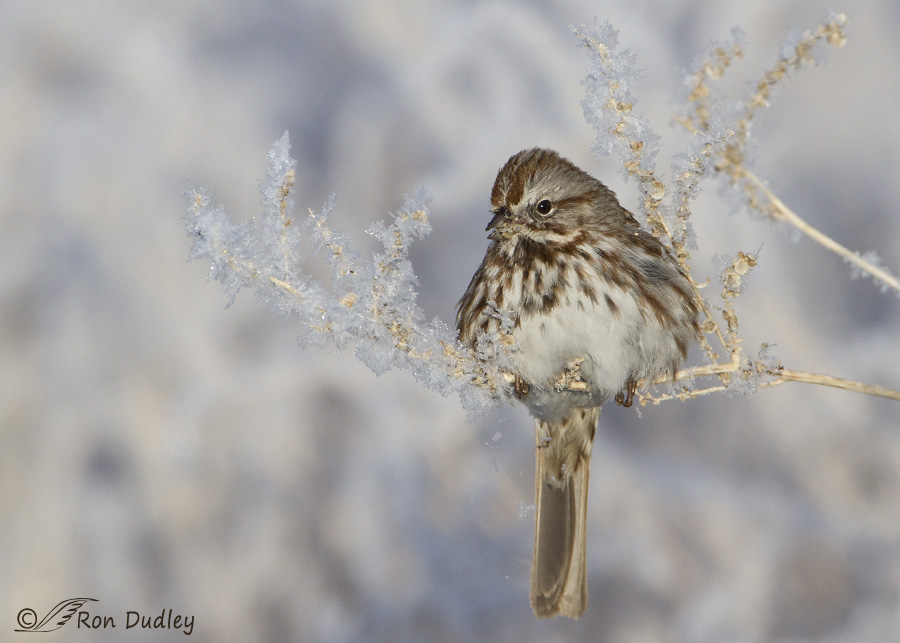 song sparrow 2154 ron dudley