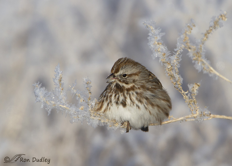 song sparrow 2201 ron dudley