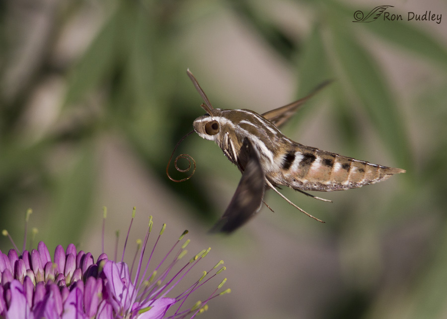 white-lined sphinx moth 0862 ron dudley