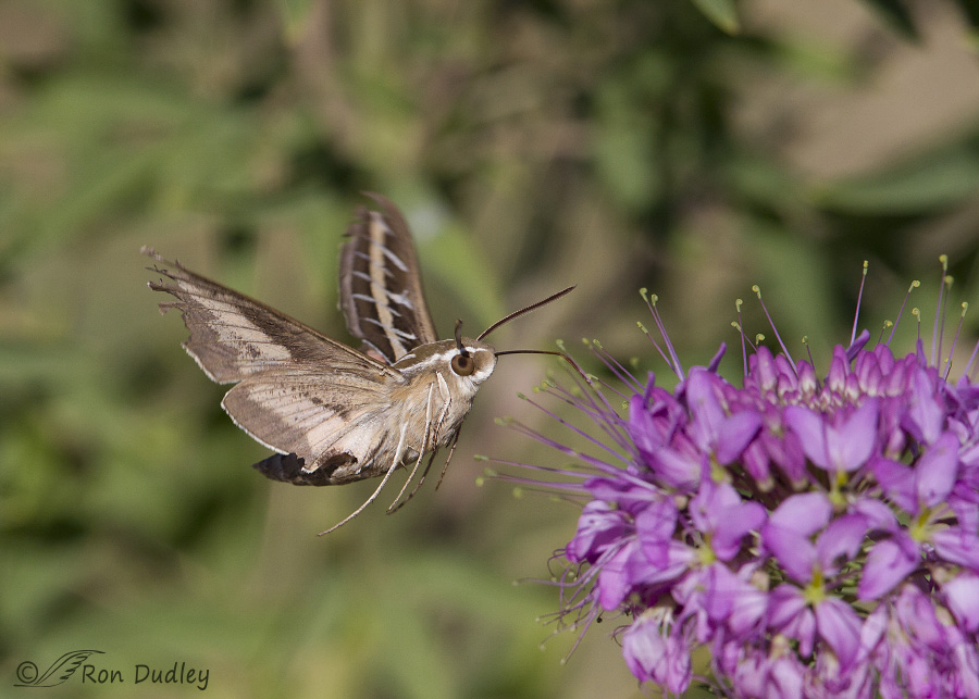 white-lined sphinx moth 9777 ron dudley