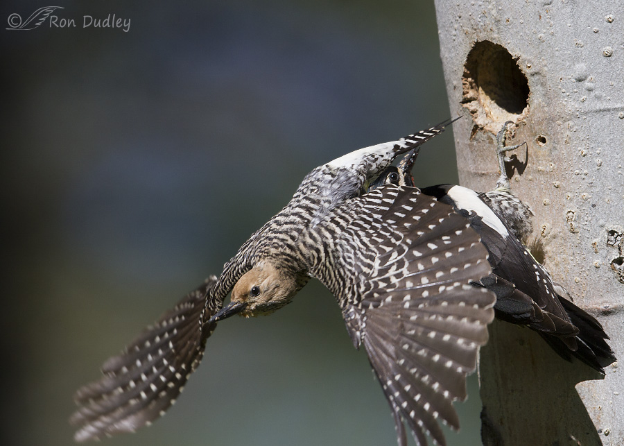williamson's sapsucker 1446 ron dudley