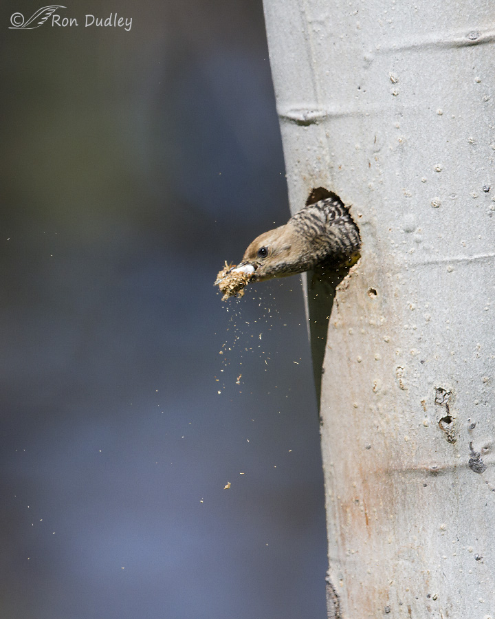 williamson's sapsucker 2271 ron dudley